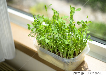 水耕栽培で育てた豆苗 水耕栽培で育てた豆苗 139436516