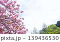 満開の八重桜と初夏の木々が広がる明るい春の背景素材 139436530