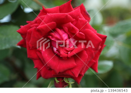 荒尾市 おもやい市民花壇 バラの花、 荒尾市 おもやい市民花壇 バラの花、 139436543
