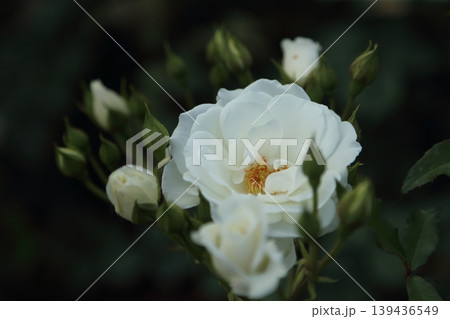荒尾市 おもやい市民花壇 バラの花、 荒尾市 おもやい市民花壇 バラの花、 139436549