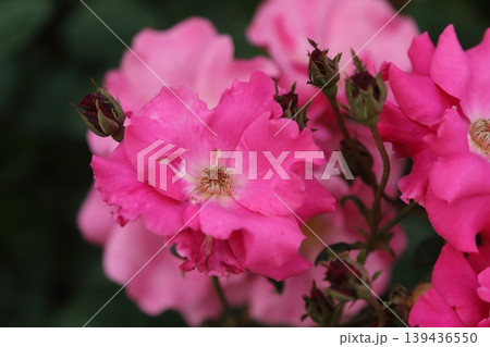 荒尾市 おもやい市民花壇 バラの花、 荒尾市 おもやい市民花壇 バラの花、 139436550