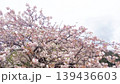 青空に映える満開の八重桜とふんわりとしたピンクの花びらの背景素材 139436603