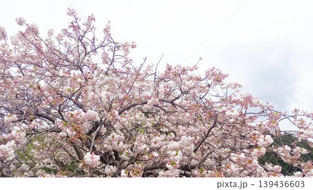 青空に映える満開の八重桜とふんわりとしたピンクの花びらの背景素材 青空に映える満開の八重桜とふんわりとしたピンクの花びらの背景素材 139436603