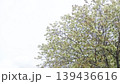 珍しい緑色の花が咲く御衣黄（ギョイコウ）桜と白背景のコピースペース 139436616