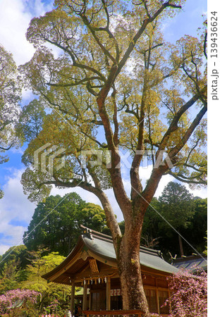 竈門神社・拝殿（福岡県・太宰府市） 139436624