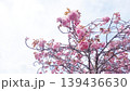 青空に広がる満開の八重桜の枝と明るい春の背景素材 139436630