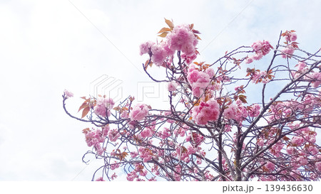 青空に広がる満開の八重桜の枝と明るい春の背景素材 139436630