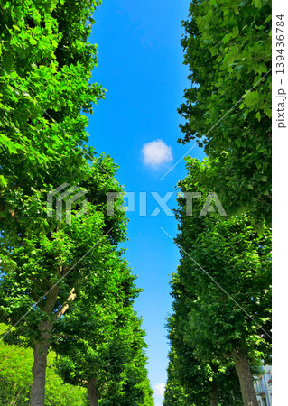 緑の並木と空の雲 139436784