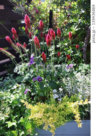 クリムゾンクローバーの赤い花の寄せ植え クリムゾンクローバーの赤い花の寄せ植え 139436869