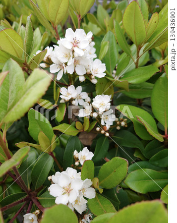 日陰に咲くシャリンバイの花とつぼみ 139436901