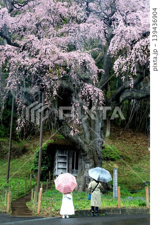 雨の紅枝垂れ桜 雨の紅枝垂れ桜 139436904