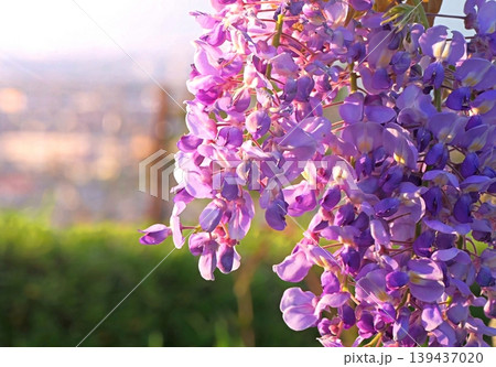 夕日に輝く紫色の藤の花2 夕日に輝く紫色の藤の花2 139437020