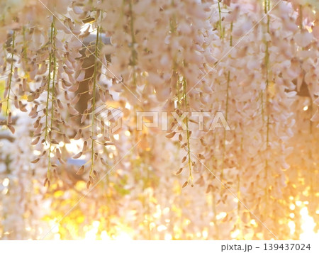 夕日に輝く白い藤の花2 夕日に輝く白い藤の花2 139437024