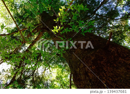 空へ伸びる巨木の幹と光り輝く新緑 見上げる森の風景 139437081