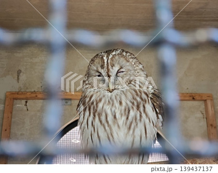 小屋の中でじっとしているフクロウ 139437137