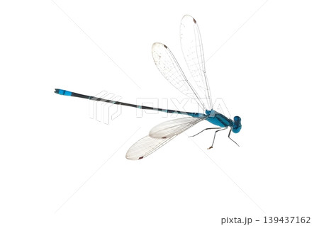 Azure damselfly isolated on white background Azure damselfly isolated on white background 139437162