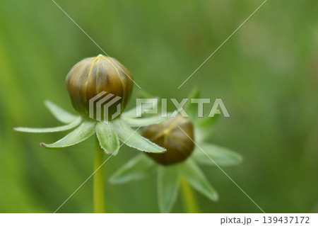 オオキンケイギクの蕾 オオキンケイギクの蕾 139437172