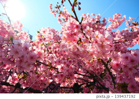 三浦海岸の河津桜 三浦海岸の河津桜 139437192