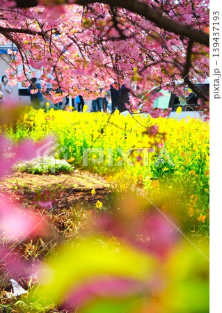 三浦海岸の河津桜 三浦海岸の河津桜 139437193