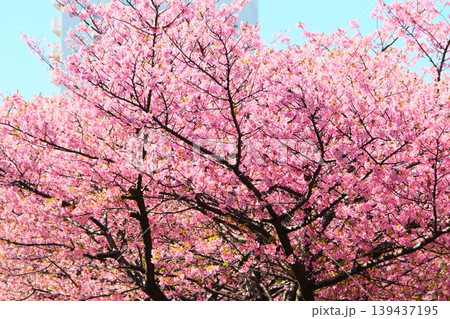三浦海岸の河津桜 三浦海岸の河津桜 139437195