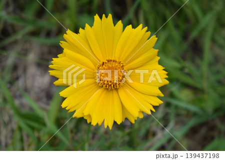 オオキンケイギクの花 オオキンケイギクの花 139437198
