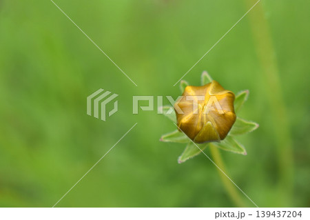 オオキンケイギクの蕾 オオキンケイギクの蕾 139437204
