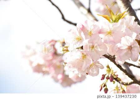 淡いピンクの桜の花 淡いピンクの桜の花 139437230