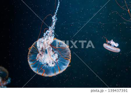 underwater photography jellyfish Chrysaora fuscescens, Pacific sea nettle, West Coast sea nettle 139437391