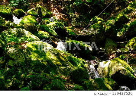 静寂の森に息づく苔とせせらぎ、苔むした岩肌を流れる森の清流 木漏れ日の渓谷風景 139437520