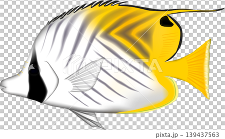 Fish illustration: "Butterflyfish" (Longfin Butterflyfish), vector format, white background (PNG version has a transparent background), single image. Fish illustration: "Butterflyfish" (Longfin Butterflyfish), vector format, white background (PNG version has a transparent background), single image. 139437563