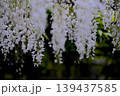 垂氷（たるひ）の花 139437585