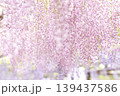 桃色の雫 139437586