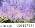 夢幻のヴェール 139437589