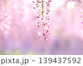 春のしずく 139437592