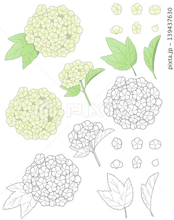 シンプルなビバーナム・スノーボールのイラスト素材 シンプルなビバーナム・スノーボールのイラスト素材 139437630
