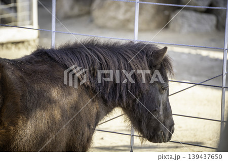 栗毛色の馬 栗毛色の馬 139437650
