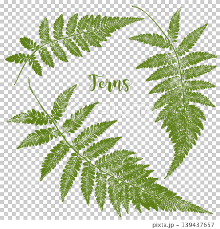 A fern leaf stamp-like silhouette created using frottage. A fern leaf stamp-like silhouette created using frottage. 139437657