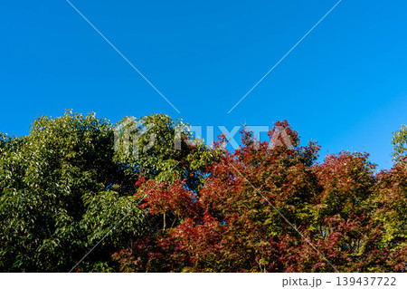 青空と紅葉(コピースペース) 青空と紅葉(コピースペース) 139437722