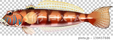 Fish illustration: "Sandfish", vector format, white background (PNG has a transparent background), single image. 139437886