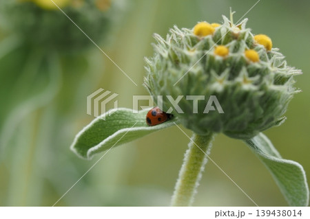 黄色い花とテントウムシ 139438014