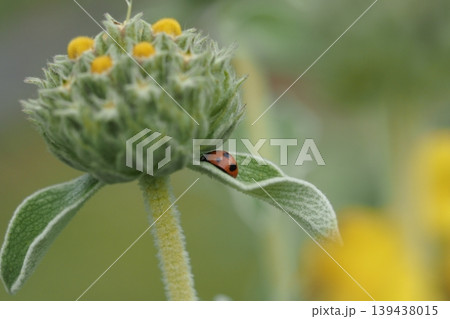 黄色い花とテントウムシ 黄色い花とテントウムシ 139438015
