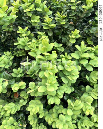 full-frame view of dense, vibrant green foliage, characteristic of a boxwood shrub or a well-maintained ornamental hedge. 139438065