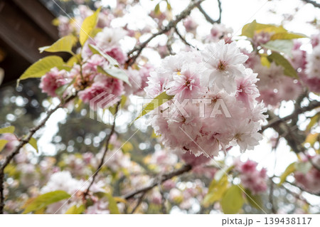 桜 さくら サクラ 139438117
