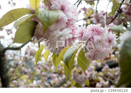 桜 さくら サクラ 139438120
