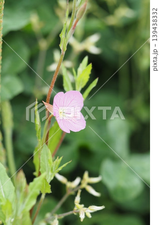 ユウゲショウの花 ユウゲショウの花 139438332