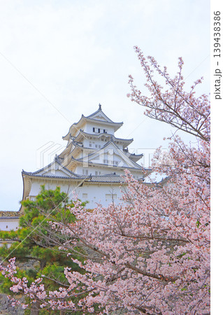 兵庫県姫路市、満開の桜と姫路城の風景 139438386
