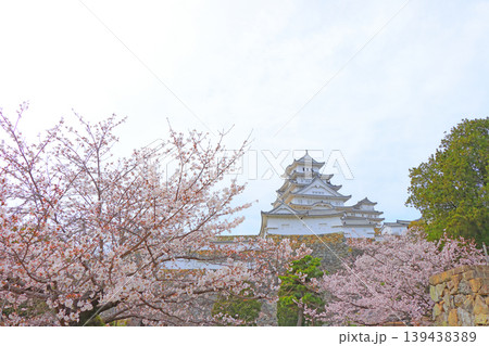 兵庫県姫路市、満開の桜と姫路城の風景 兵庫県姫路市、満開の桜と姫路城の風景 139438389