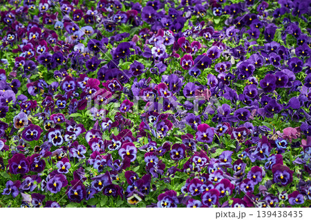 Field of blooming purple pansy flowers. Colorful garden bed with vibrant violet petals. Botanical background depicting spring season, nature growth and landscaping in floral park design. Field of blooming purple pansy flowers. Colorful garden bed with vibrant violet petals. Botanical background depicting spring season, nature growth and landscaping in floral park design. 139438435
