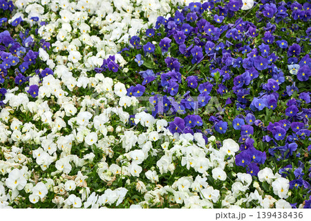 White and violet pansy flowers blooming in a garden bed. Patch of colorful spring viola plants. Floral landscape design, botanical nature background, park environment, gardening concept. 139438436