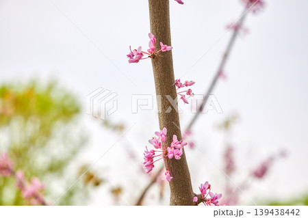 Cercis chinensis branch with pink flowers blooming in spring garden. Close up of Chinese redbud tree stem with blossom. Natural botanical background for seasonal floral design concept. 139438442